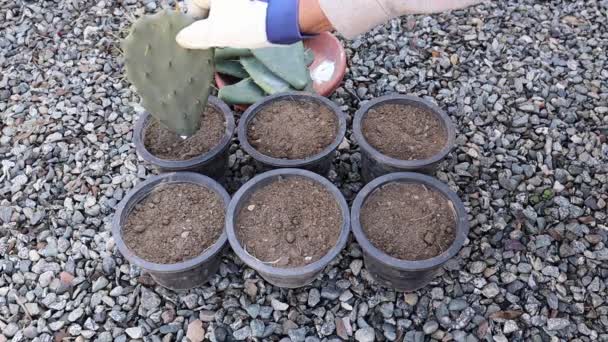 Vermeerdering Van Opuntia Cactus Door Stekken — Stockvideo
