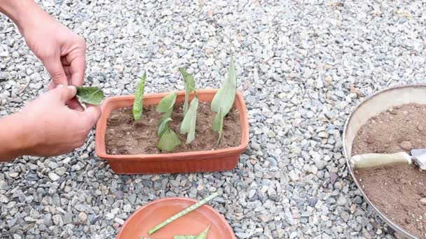 Sansevieria Snake Plant Propagation Leaves Cuttings — Stock Video
