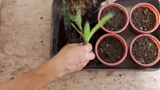 Vermeerdering Van Slangenplanten Wortelsector — Stockvideo