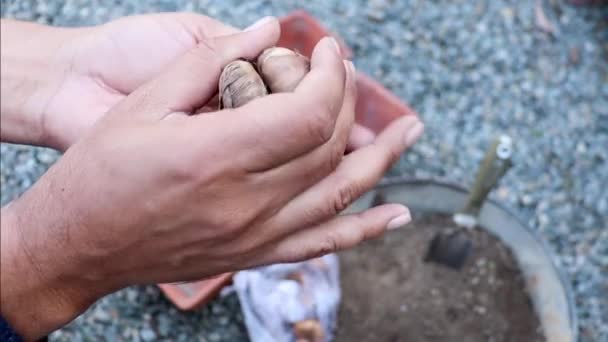 Controle Onderzoek Gladiolen Bollen Hand Close Zicht — Stockvideo