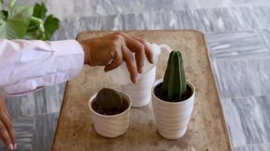 Mor opuntia, mavi mersin, ve sıkılmış su şişesi kullanarak steno sereus marginatus kaktüsü.