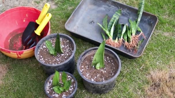 봄철에 나오는 식물을 선전하는 — 비디오