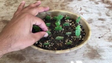 Yeni kök salmış Schlumbergera kaktüsünü çaydanlıktan çıkarıyorum.