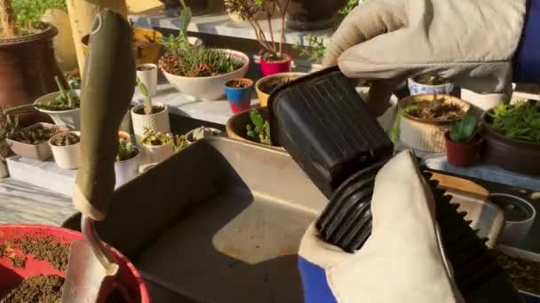 木乃伊假日仙人掌的繁殖和移植到新的分开的罐子里 — 图库视频影像