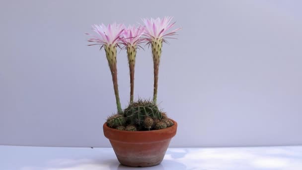 Cactus Bloem Met Witte Achtergrond Pot — Stockvideo