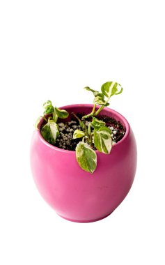Epipremnum N 'joy pothos, izole edilmiş beyaz arka planda seramik bir çömlek içinde güzel bir bitki.