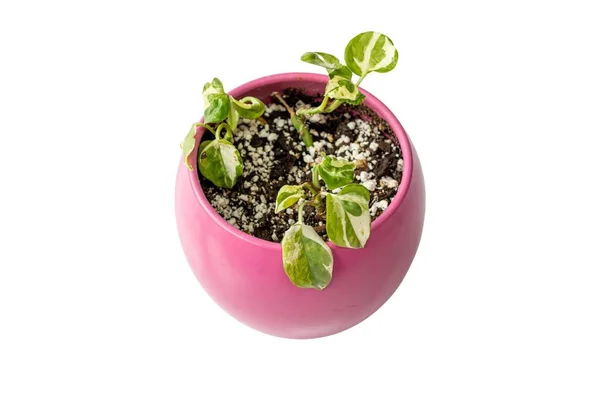 Perły Jade Pothos Roślin Różowym Garnku Ceramicznym — Zdjęcie stockowe