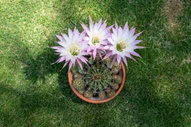 Echinopsis oxygona hibrit çiçek açan kaktüs yüksek açı görünümü