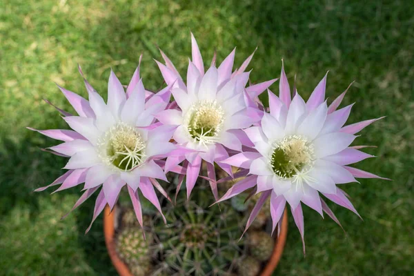 Vackra Blommor Echinopsis Hybrid Kaktus Närbild — Stockfoto