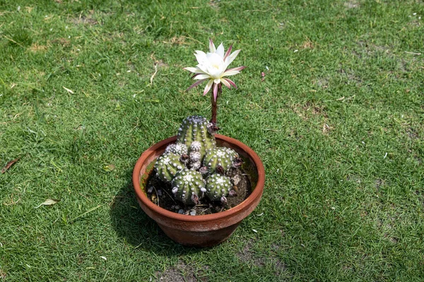 Echinopsis Subdenudata Cacto Planta Jardim — Fotografia de Stock