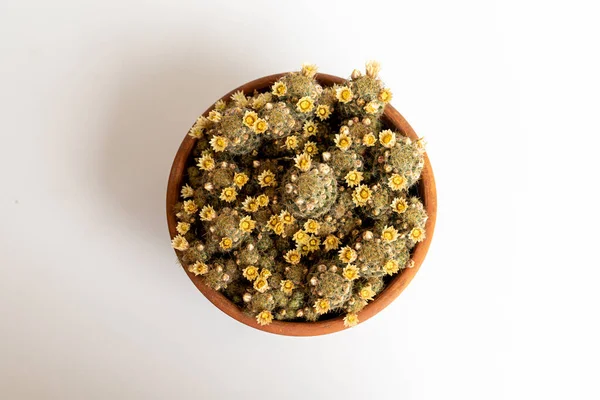 Mammillaria Prolifera Cactus Vaso Con Bellissimi Fiori Gialli Vista Dall — Foto Stock