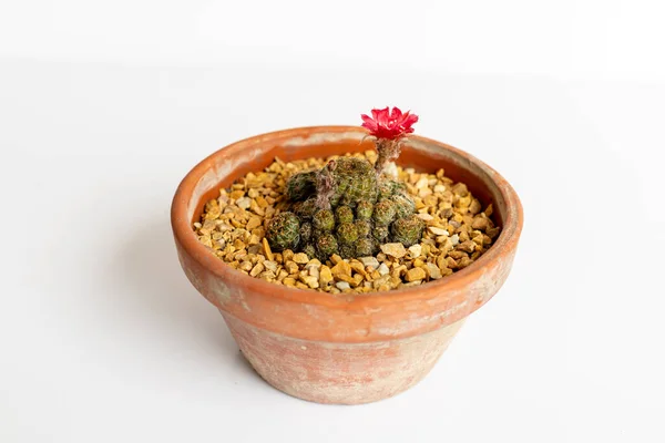 Rebutia Albopectinata Blühender Kaktus Topf Auf Isoliertem Weißem Hintergrund — Stockfoto