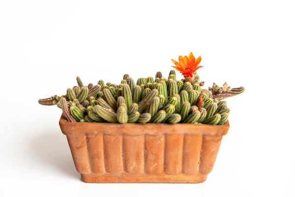 Kwitnący Kaktus Orzechowy Doniczce Białym Tle — Zdjęcie stockowe