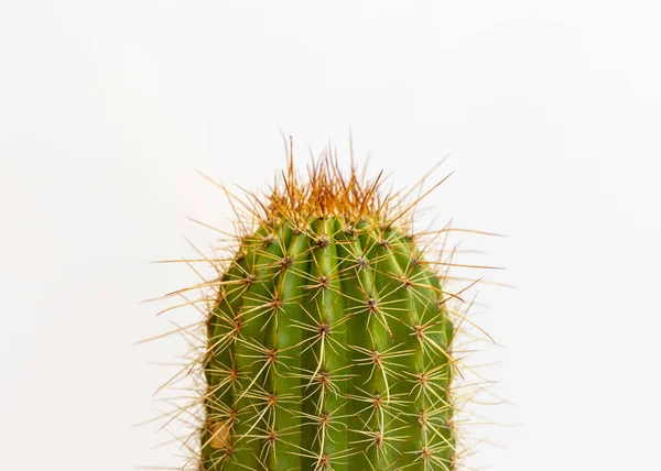 Echinopsis Spachiana Fáklya Kaktusz Vagy Arany Oszlop Kaktusz Közelkép Izolált — Stock Fotó