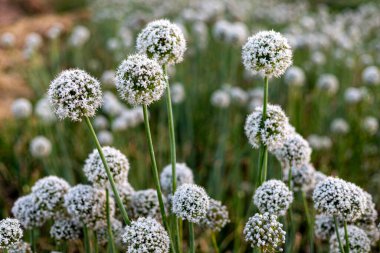 Soğan tohumu soğanları yazın beyaz çiçeklerle çiçek açar.