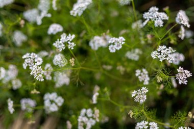 Çiçekli kişniş çiçeği ve beyaz çiçekler. seçili odak ve bulanık arkaplan