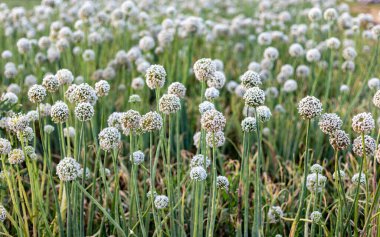 Tarlada seçici odaklı soğan tohumu çiçekleri.