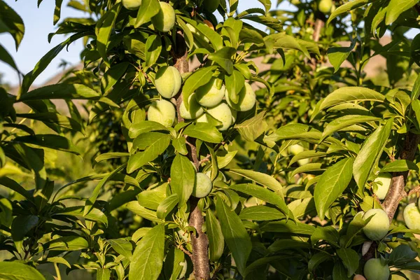 Ameixa Verde Fresca Crescendo Árvore Estação Frutificação — Fotografia de Stock
