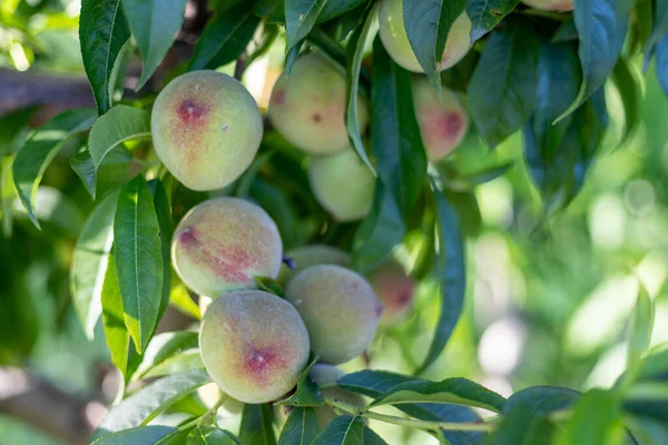 Ramo Árvore Pêssego Com Frutas Suculentas Pomar Closeup Foco Seletivo — Fotografia de Stock