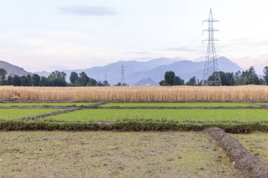 Pakistan 'ın kırsal kesimindeki Swat Vadisi' nde yeşil pirinç tohumu tarlaları