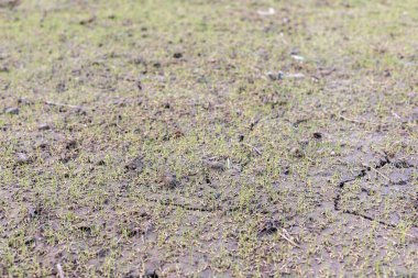 Seçici odaklı pirinç tohumlarının filizlenmesi