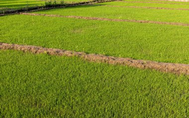 Tarladaki pirinç hasadının ilk safhası