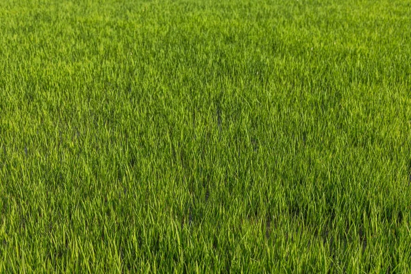 stock image Rice seedlings growing in paddy field for transplantation.