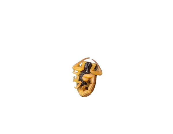 Skorpion Auf Weißem Isolierten Hintergrund Nahaufnahme — Stockfoto