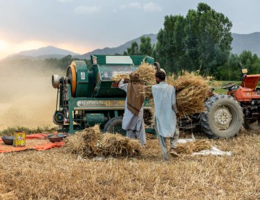 Swat, Pakistan - 24 Mayıs 2023: Çiftçiler harman makinesi için doğranmış buğday demetlerini getiriyor ve buğday ekinlerini öğütüyorlar .