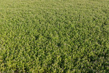 Trifolium pişmanlık, beyaz yonca veya Hollanda yonca mahsulleri çiftlik hayvanları için yem olarak kullanılır