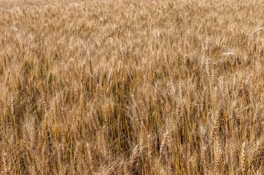 Yazın tam olgunlaşmış buğday mahsulü