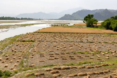 Pakistan 'da buğday hasat mevsimi başladı.