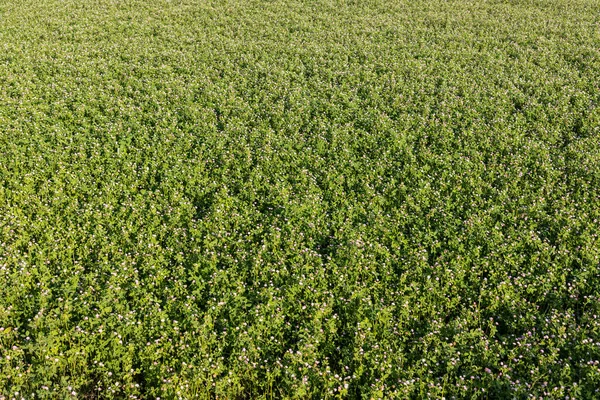 Trifolium Repens White Clover Dutch Clover Crops Use Feed Livestock — Stock Photo, Image