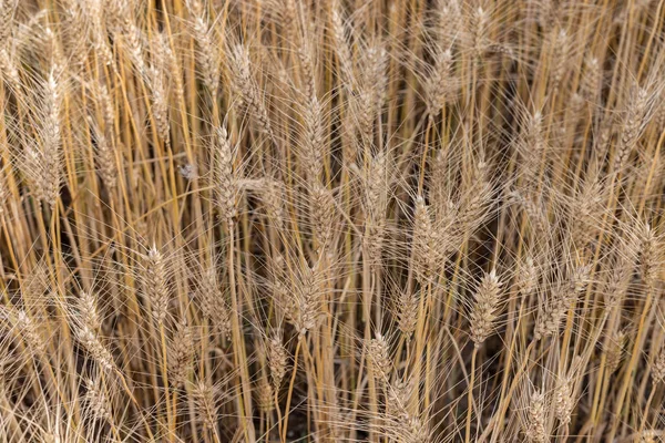 Buğday Hasadı Olgunlaşır Yazın Hasat Etmeye Hazır Olur — Stok fotoğraf