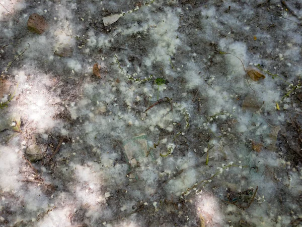 Kavak Beyazı Pamuk Zeminde — Stok fotoğraf