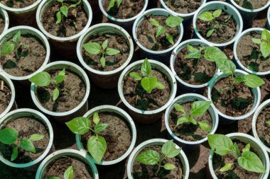 Tamarillos domates ağacı fidanlarının yakınına.