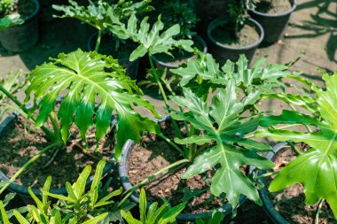 Philodendron Selloum fabrikasına yakın çekim