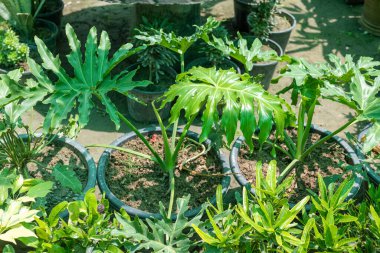 Philodendron anaokulundaki selloum bitkisi