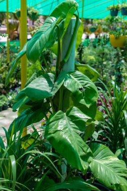 Epipremnum pothos para fabrikası yakın plan