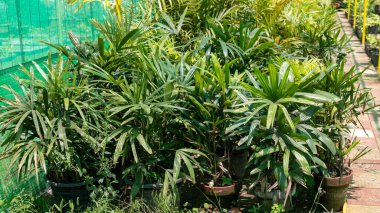 Mükemmel kadın palmiye ağaçlarını satılığa çıkardı.