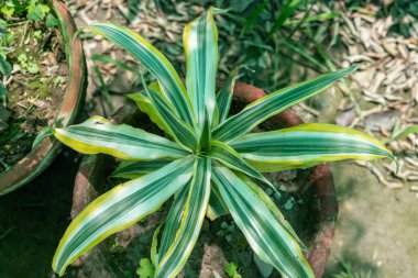 Hindistan 'ın Dracaena reflexa şarkısı.