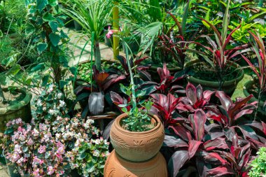 Adenyum çöl gülü sulu bir bitkiyi kil süsleme kabında