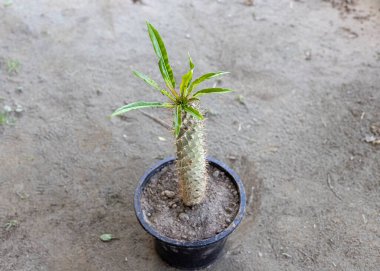 Madagaskar pachypodium lamerei palmiyesi plastik bir kapta