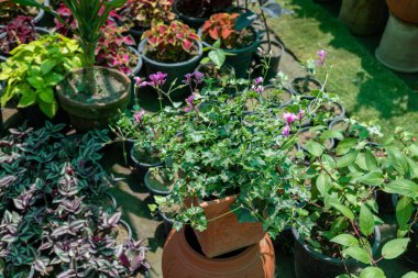 Pelargonium peltatum sarmaşık sardunyası bir tencerede