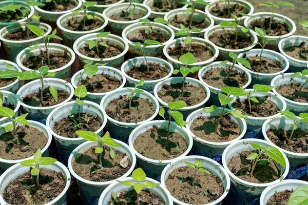 Junge Grüne Sämlinge Von Tamarillo Tomatenbaumpflanzen Großaufnahme — Stockfoto