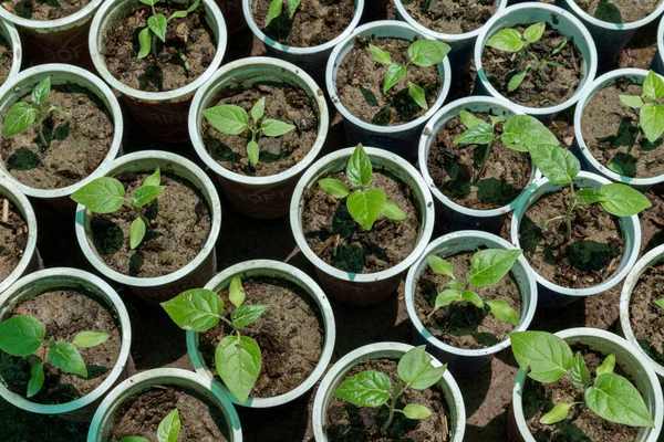 stock image Close up of a Tamarillos tomatoes tree seedlings