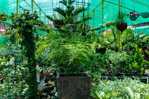 Plumosa eğreltiotu bir serada güzel bir bitki