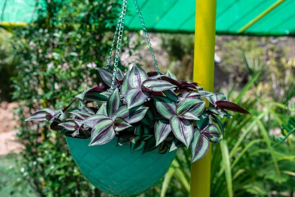 stock image Tradescantia zebrina, or Zebrina pendula, also known as Wandering Jew plant in a hanging basket.