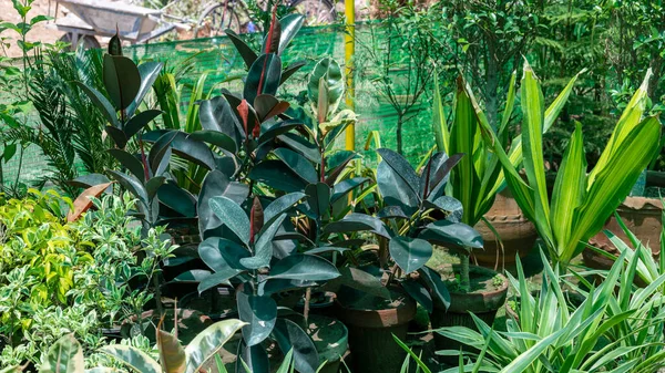 Ficus Elastica Plantas Caucho Color Burdeos Vivero Para Venta — Foto de Stock
