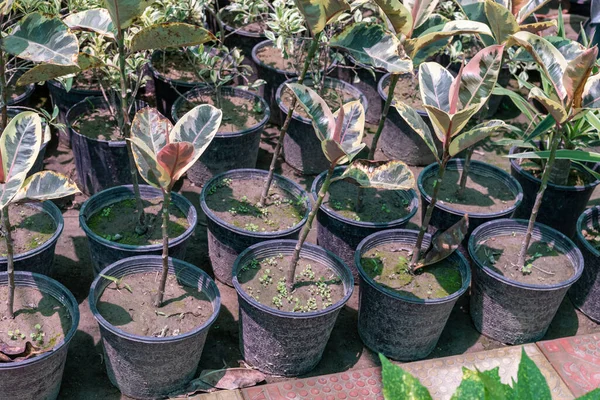 Разнообразные Каучуковые Растения Питомнике Продажу — стоковое фото